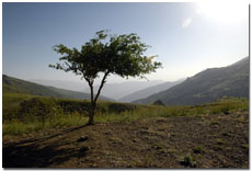 A tree in Kurdistan